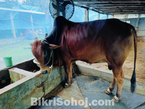 কুরবানীর পশু গরু